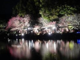 平安神宮の池に映った桜