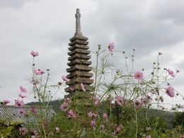般若寺のコスモスと十三重の塔