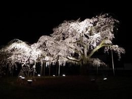 醍醐の夜桜２