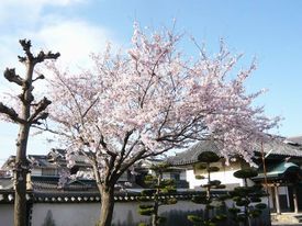 八幡社前の桜
