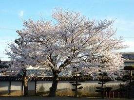 八幡堂前の桜