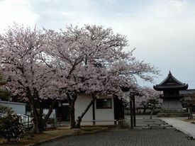 薬師堂横の桜