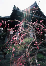 大覚寺の梅